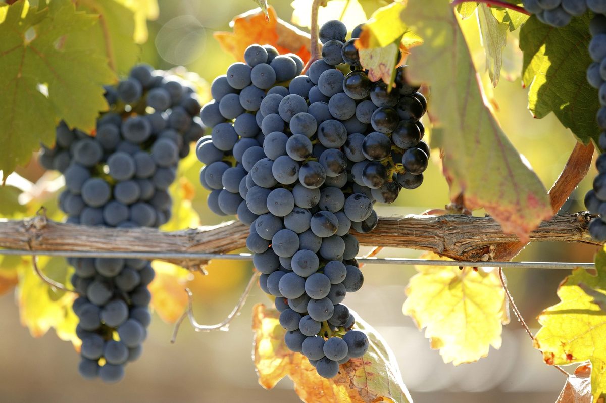 La Milla de Oro del Vino de la provincia de Valladolid, la cuna española del turismo 'slow'