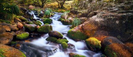 El bosque escondido a menos de una hora de Madrid que parece un paisaje de Asturias