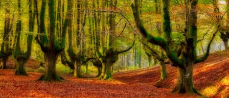 Ontzarreta, el bosque mágico y desconocido en el País Vasco donde las ramas crecen en vertical