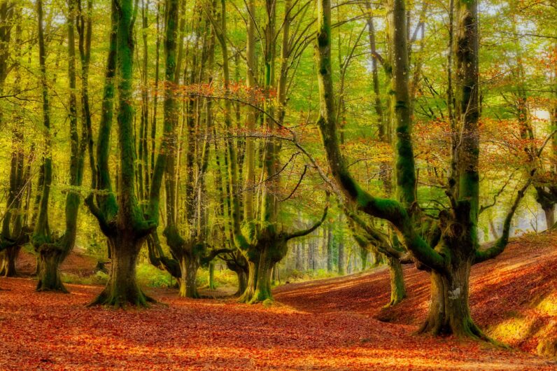 Ontzarreta, el bosque mágico y desconocido en el País Vasco donde las ramas crecen en vertical