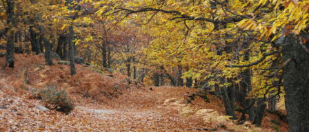 Este mágico bosque de castaños que cambia de color en otoño está muy cerca de Madrid