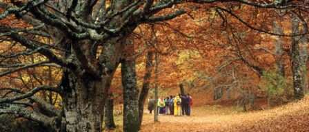 El bosque mágico favorito de los madrileños porque cambia de color en noviembre