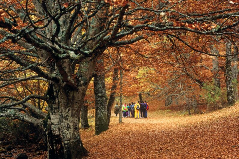El bosque mágico favorito de los madrileños porque cambia de color en noviembre