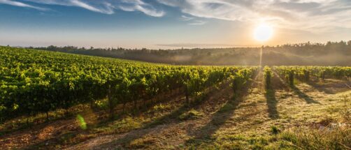 De Ribera del Duero a Cigales, pasando por Rueda: esta es la mejor ruta para probar los vinos de Valladolid