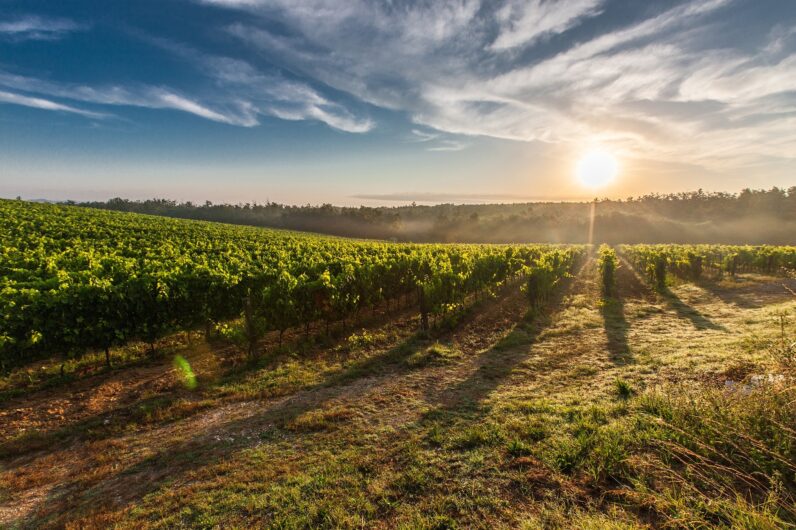 De Ribera del Duero a Cigales, pasando por Rueda: esta es la mejor ruta para probar los vinos de Valladolid