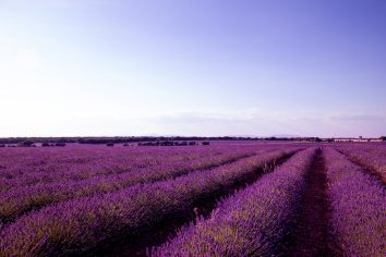 Este es el tren que lleva a los campos de lavanda más famosos: es la mejor forma de llegar a Brihuega desde Madrid