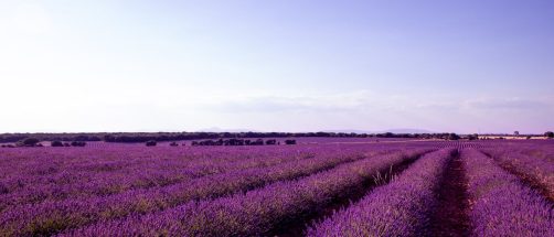 Este es el tren que lleva a los campos de lavanda más famosos: es la mejor forma de llegar a Brihuega desde Madrid