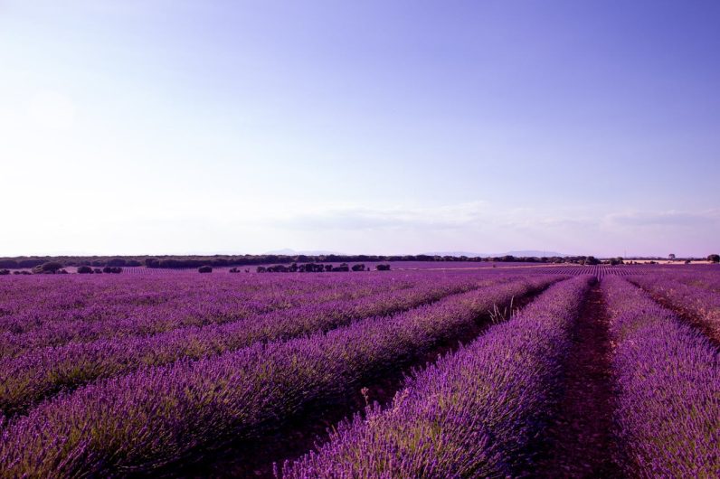 Este es el tren que lleva a los campos de lavanda más famosos: es la mejor forma de llegar a Brihuega desde Madrid