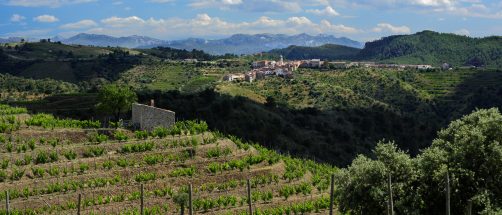Buena gastronomía, mucho vino y paisajes preciosos en esta región catalana llena de viñedos