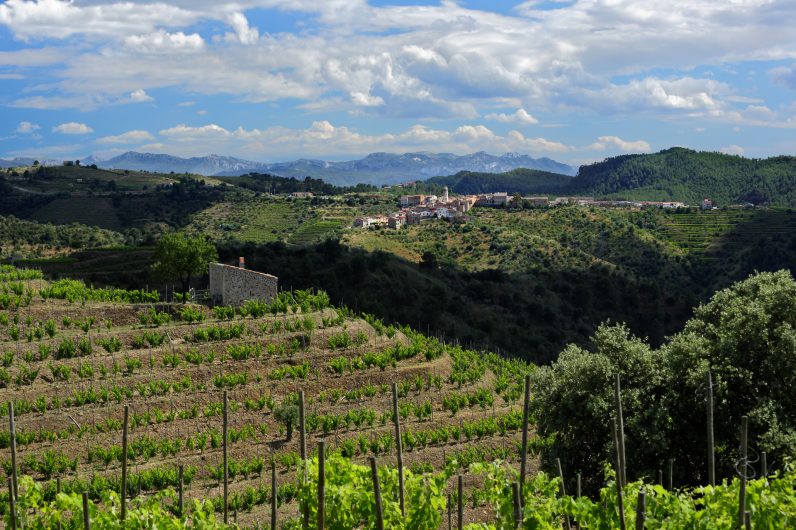 Buena gastronomía, mucho vino y paisajes preciosos en esta región catalana llena de viñedos