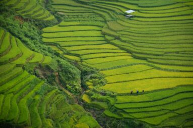 Cerezos en flor y campos de arroz infinitos: as&iacute; es Sapa, el Vietnam m&aacute;s rural