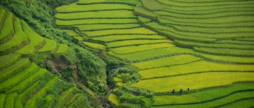 Cerezos en flor y campos de arroz infinitos: as&iacute; es Sapa, el Vietnam m&aacute;s rural