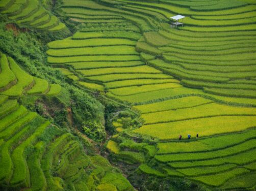 Cerezos en flor y campos de arroz infinitos: as&iacute; es Sapa, el Vietnam m&aacute;s rural