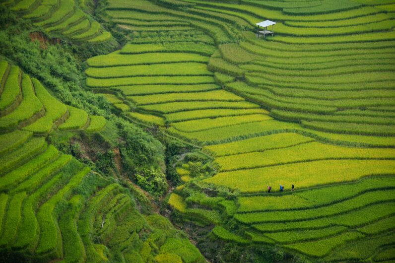 Cerezos en flor y campos de arroz infinitos: as&iacute; es Sapa, el Vietnam m&aacute;s rural