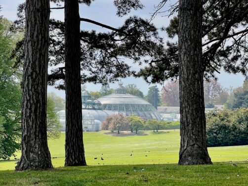 Por qu&eacute; tienes que visitar los invernaderos de los reyes de B&eacute;lgica: una primavera id&iacute;lica en Bruselas