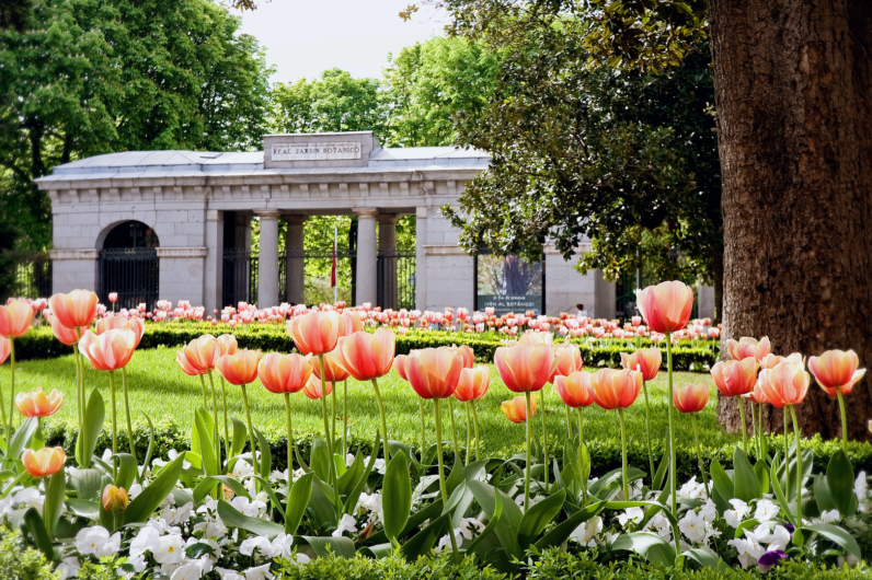 Por qu&eacute; el Jard&iacute;n Bot&aacute;nico de Madrid es el mejor plan para el puente de mayo: florecen m&aacute;s de 3.000 rosales