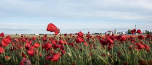El pueblo manchego m&aacute;s bonito en primavera: tres rutas de senderismo para ver la floraci&oacute;n de las amapolas
