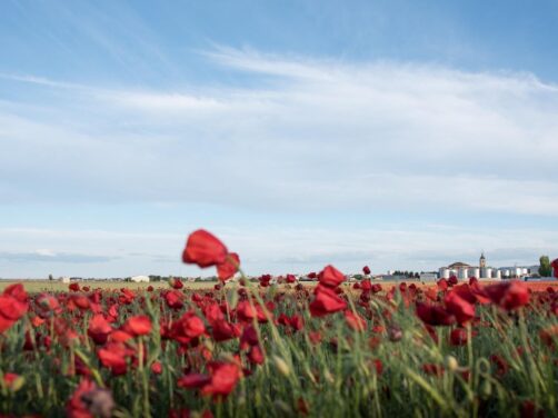 El pueblo manchego m&aacute;s bonito en primavera: tres rutas de senderismo para ver la floraci&oacute;n de las amapolas