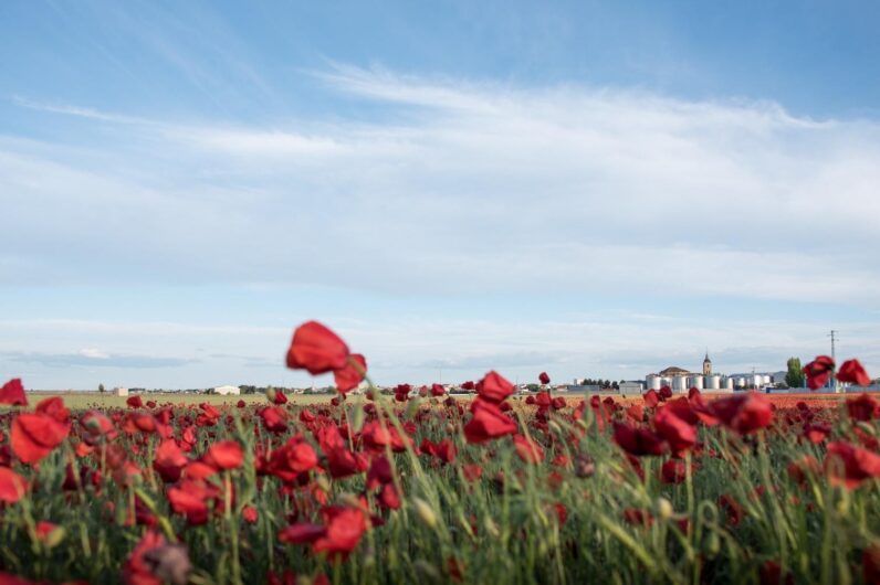 El pueblo manchego m&aacute;s bonito en primavera: tres rutas de senderismo para ver la floraci&oacute;n de las amapolas