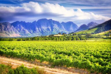 Por qué tienes que ir a Stellenbosch: el destino africano que combina safaris, vino y hoteles de diseño