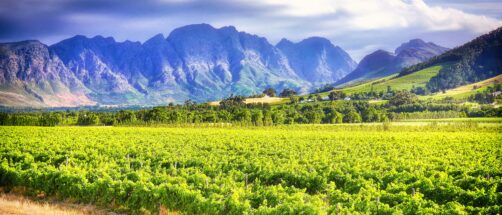 Por qu&eacute; tienes que ir a Stellenbosch: el destino africano que combina safaris, vino y hoteles de dise&ntilde;o
