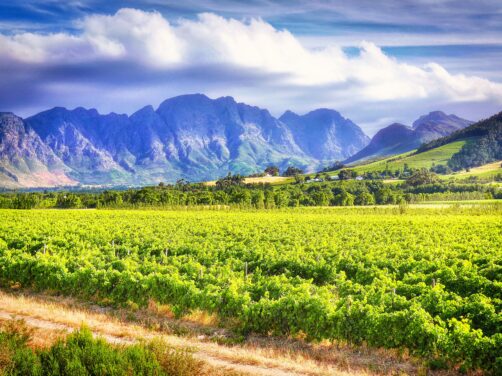 Por qu&eacute; tienes que ir a Stellenbosch: el destino africano que combina safaris, vino y hoteles de dise&ntilde;o