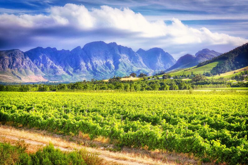 Por qu&eacute; tienes que ir a Stellenbosch: el destino africano que combina safaris, vino y hoteles de dise&ntilde;o